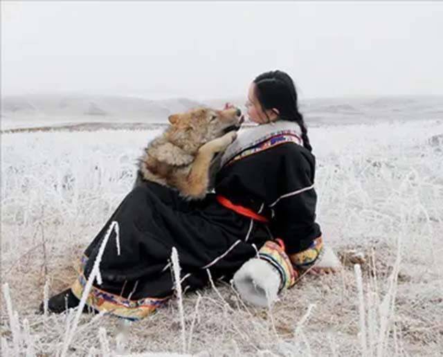 11年前,把狼当儿子带回家的成都女孩,10年后在草原与它再次相认