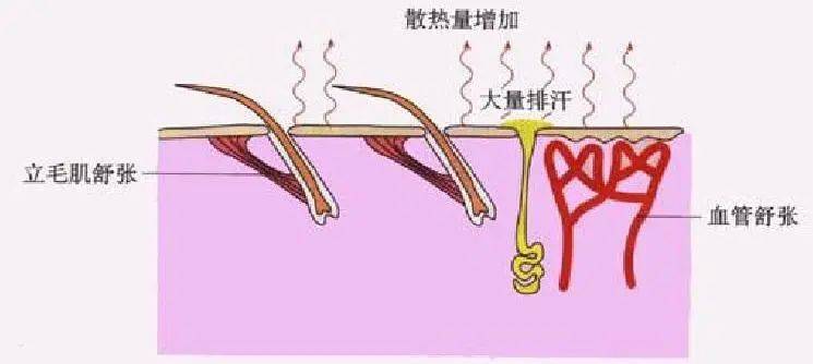 鸡皮疙瘩是立毛肌(鸡皮疙瘩是立毛肌收缩吗) 鸡皮疙瘩是立毛肌(鸡皮疙瘩是立毛肌收缩吗)