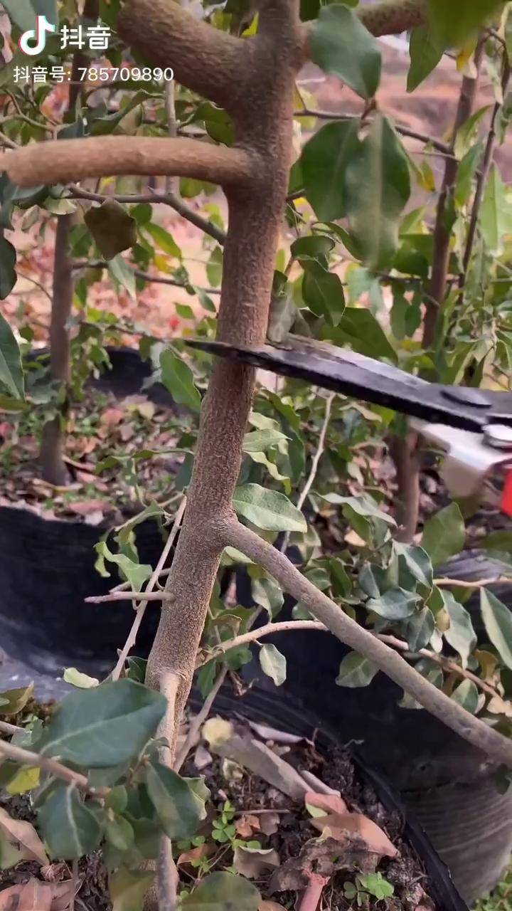花卉绿植 金弹子高枝压条繁殖