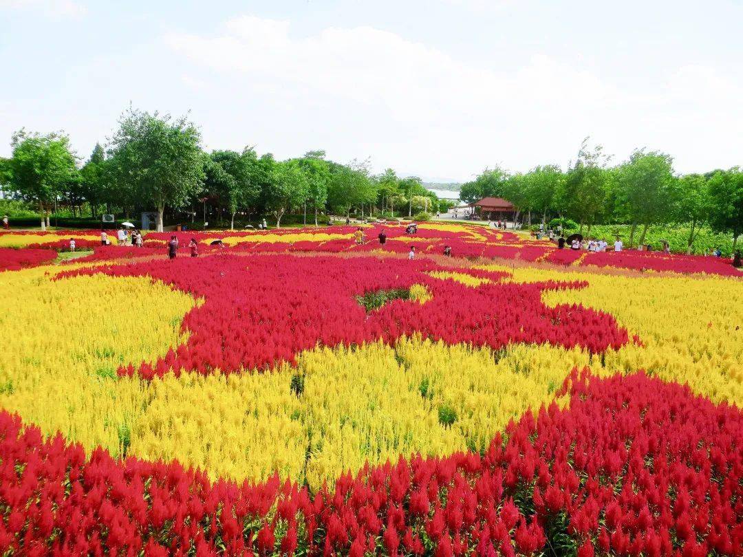 鸡冠花厦门日报张奇辉 摄主题为"凤凰涅槃"在当下以凤尾花海呈现作为