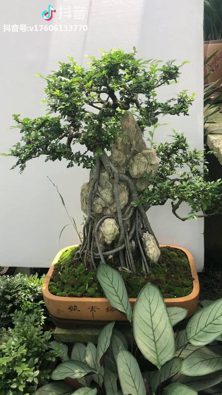 提根附石榆树年年有余