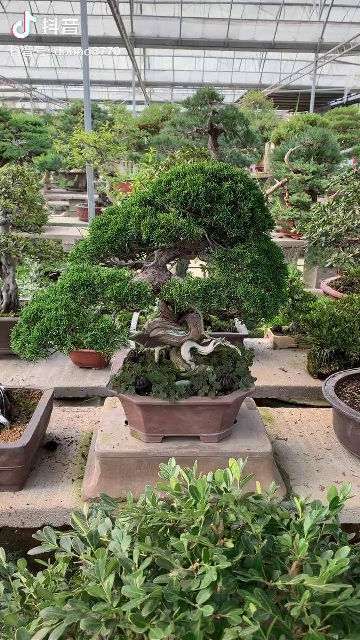 系鱼川真柏盆景