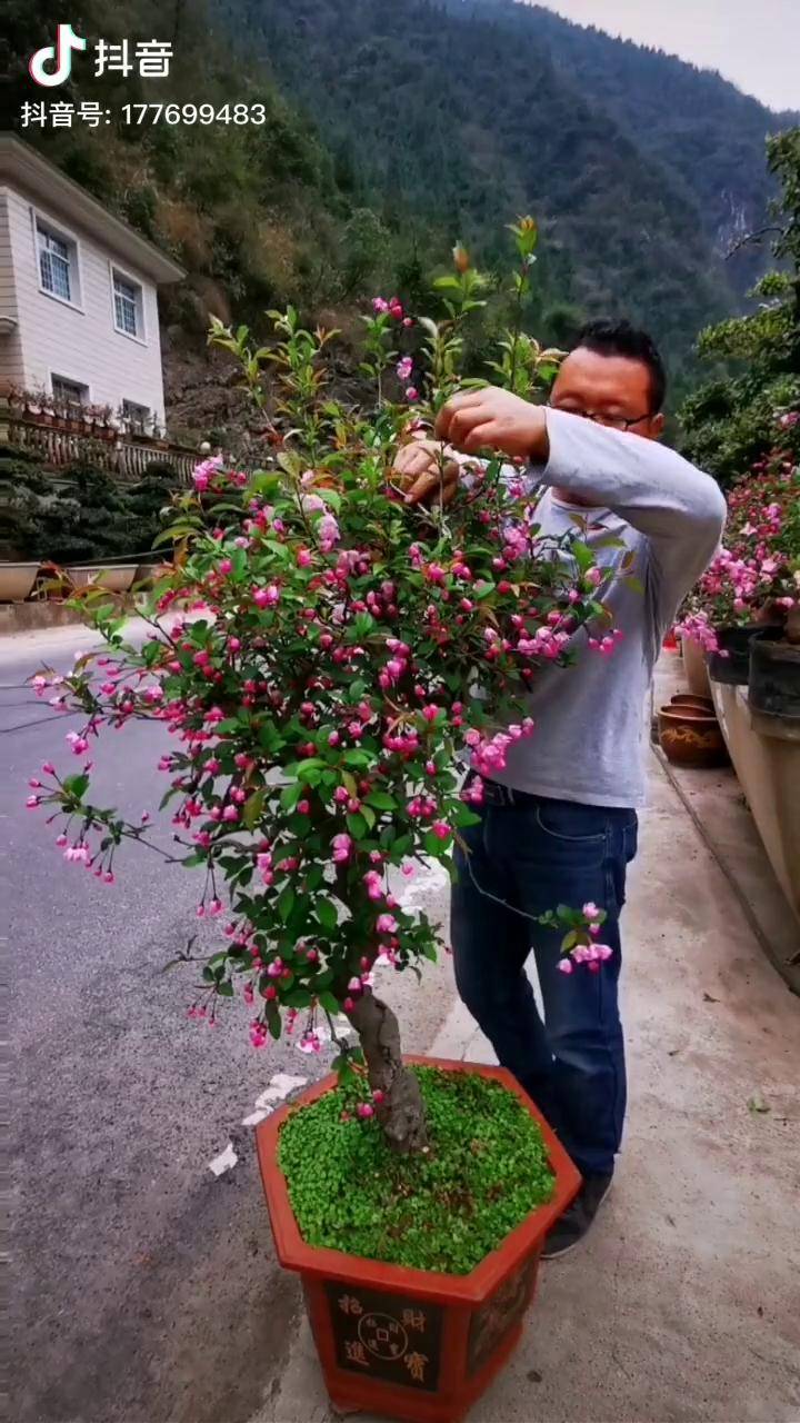 日本海棠花的修剪图片图片