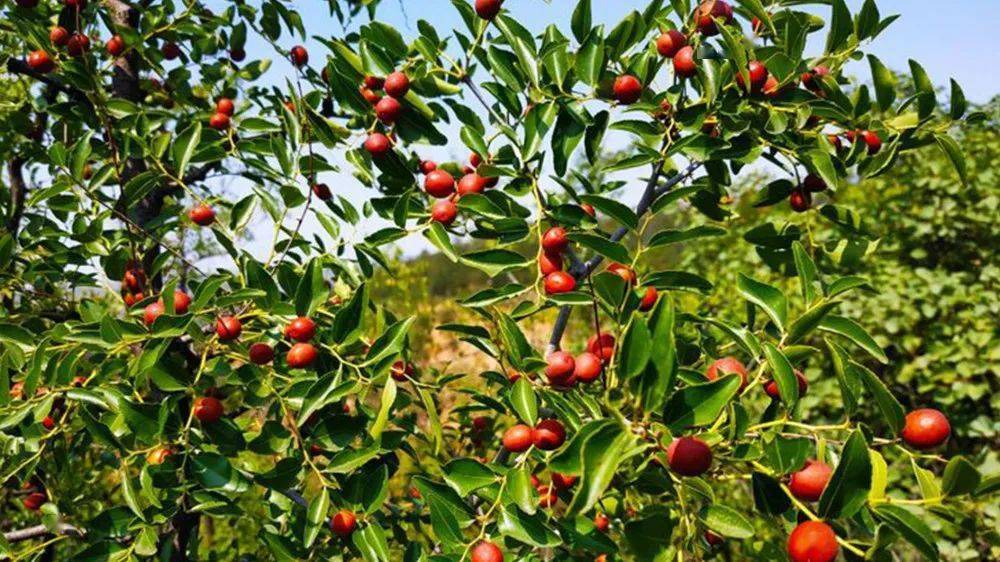 银河散文丨冷眼热泪遥远的酸枣树