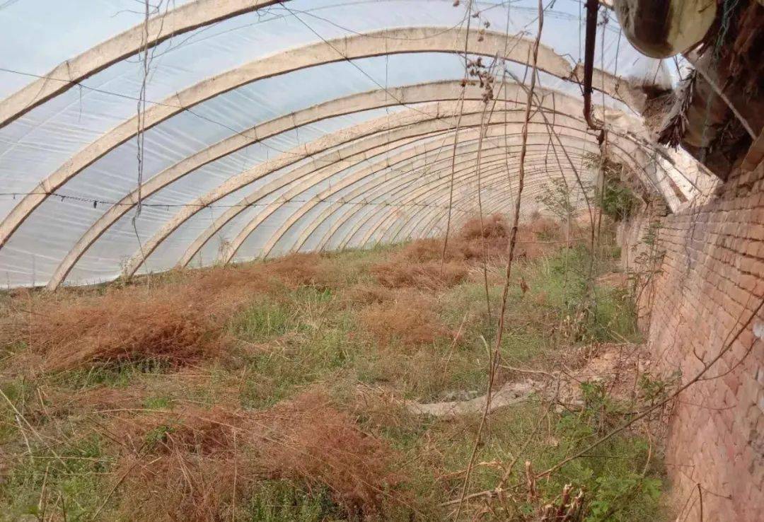 山西夏县司马村的温室大棚出现搞笑一幕