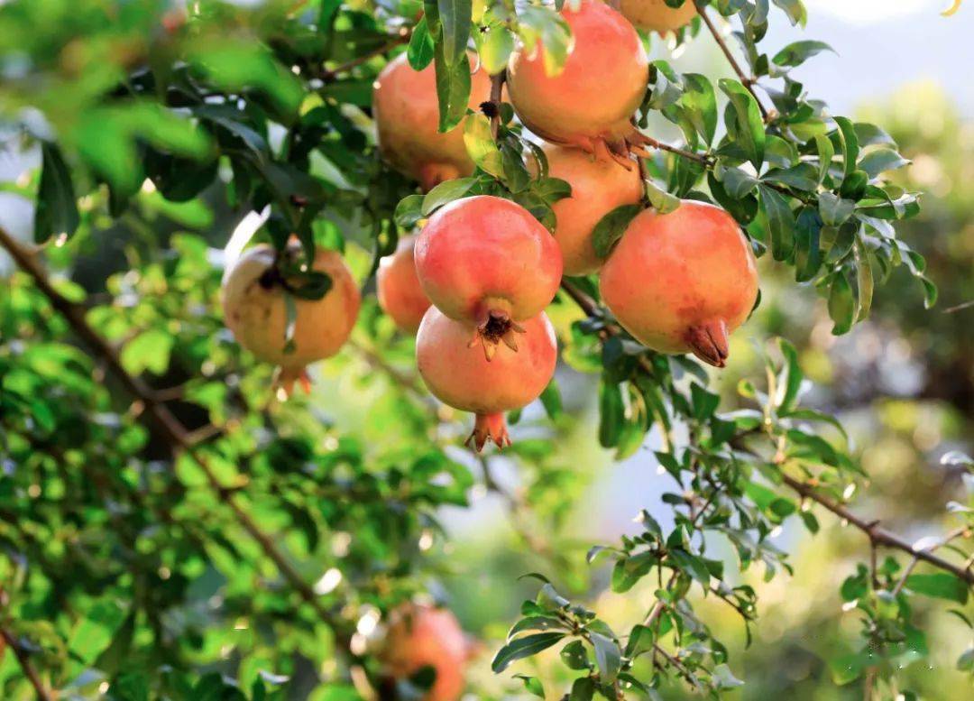 怀远石榴精神正式发布快来转发