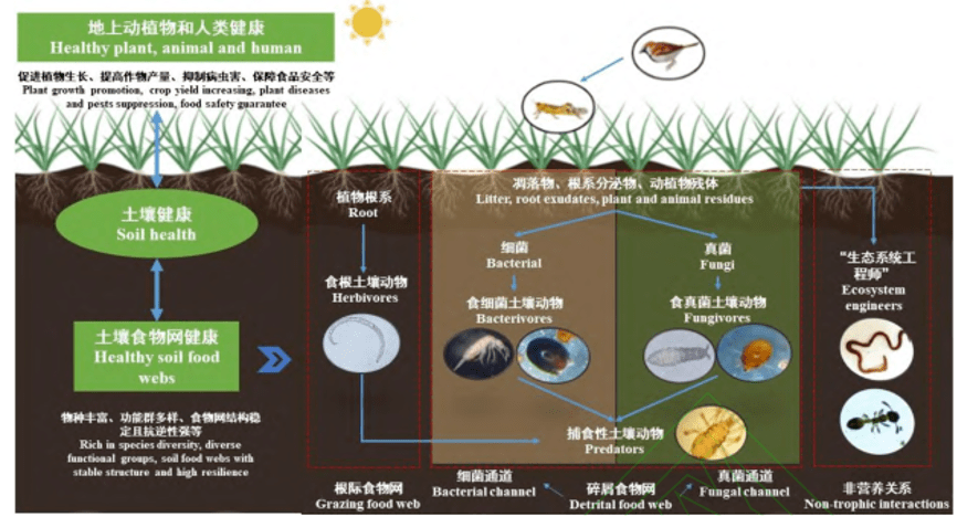 要唠生物多样性土壤可就不困了啊