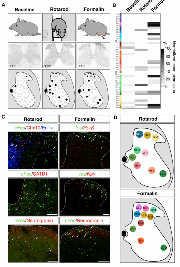 summary of 43 spinal cord neuronal populations.