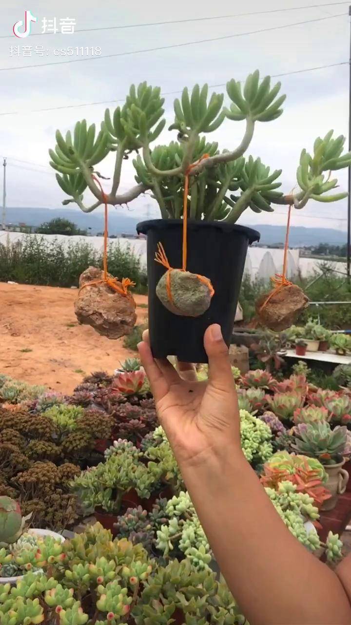 做悬崖桩,这是不是最最最老土的方法啊绿植 多肉