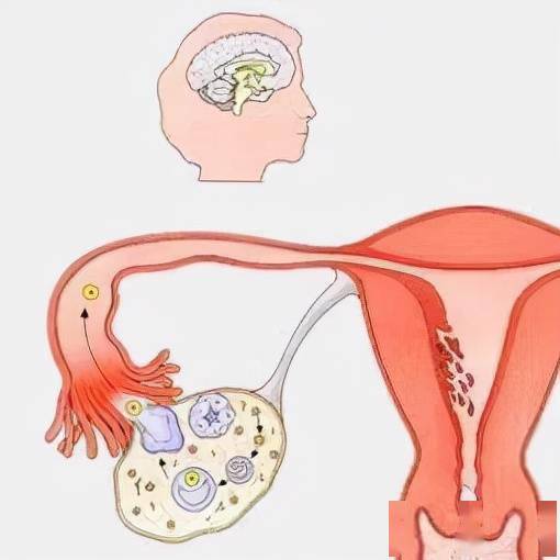 女性子宫和阑尾位置图图片