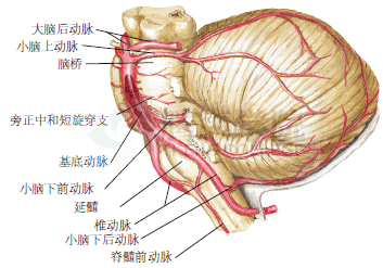 基底动脉分支图图片
