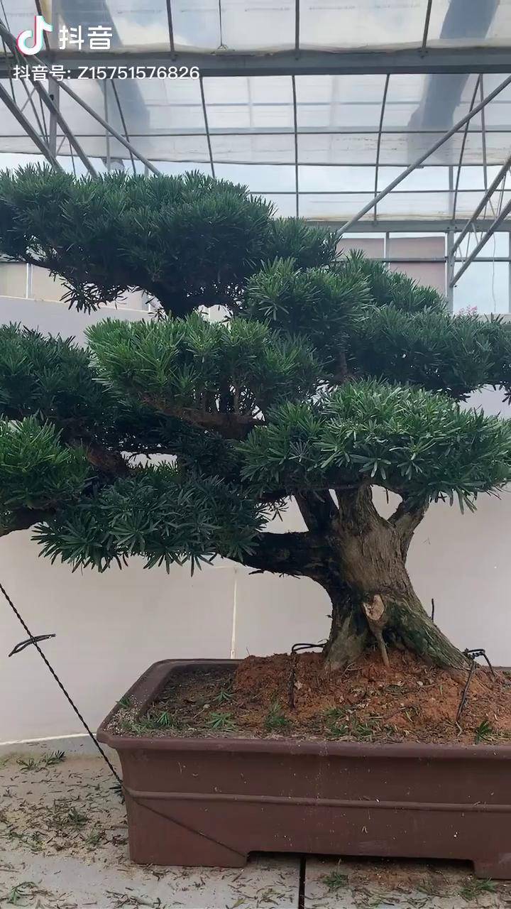 这个飘枝罗汉松是不是还要再剪点呢在线等各位师傅请指教