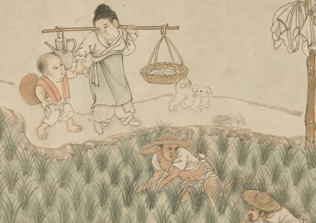 世界粮食日读懂一粒米的故事