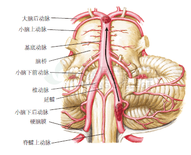 椎基底动脉位置图片