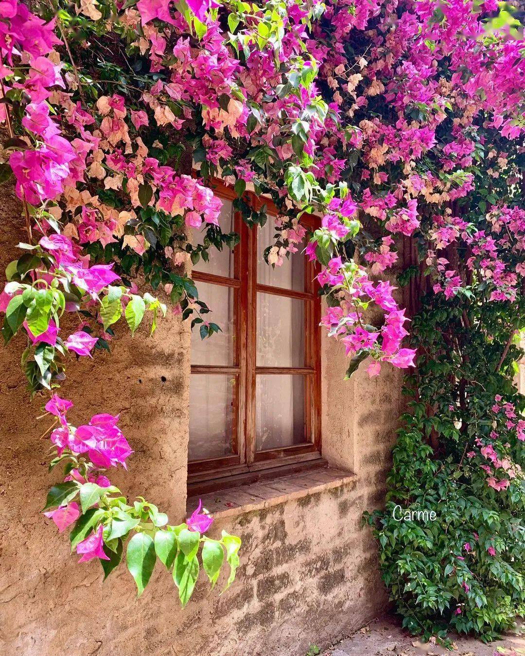 窗外,鲜花盛开!