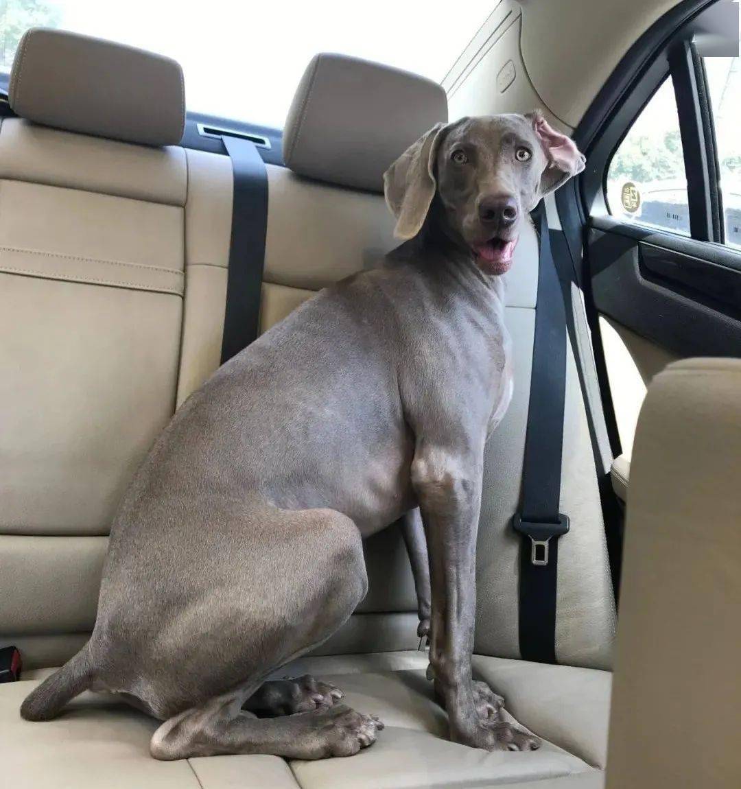 2021年10月17日成都橘猫贵宾魏玛犬找新家