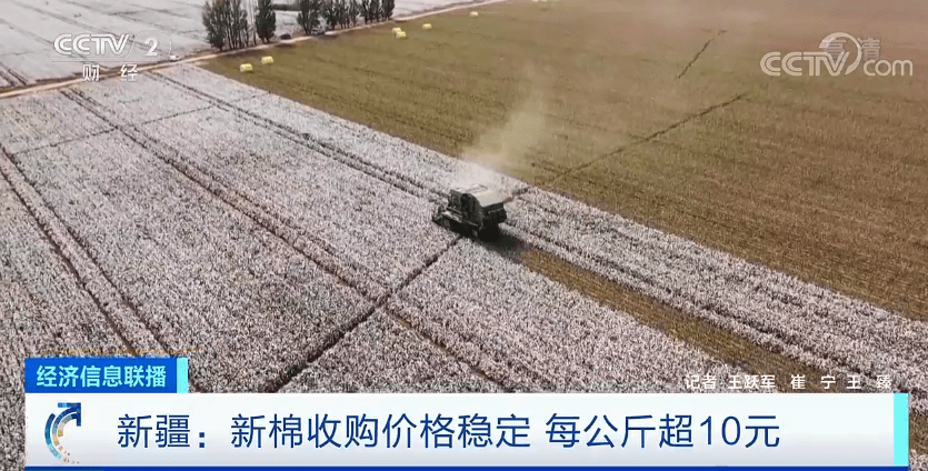 新疆棉花进入采收期！新棉收购价格稳定 每公斤超10元