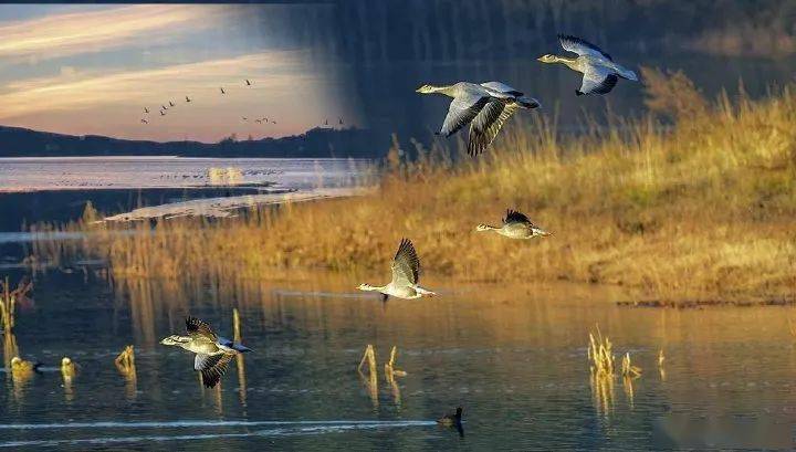 湖边清晨的念湖最多情,最美丽日出,晨雾,黄昏,观鸟念湖有四景朝朝暮暮