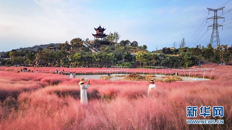 花海|秋花也烂漫 赏花正当时