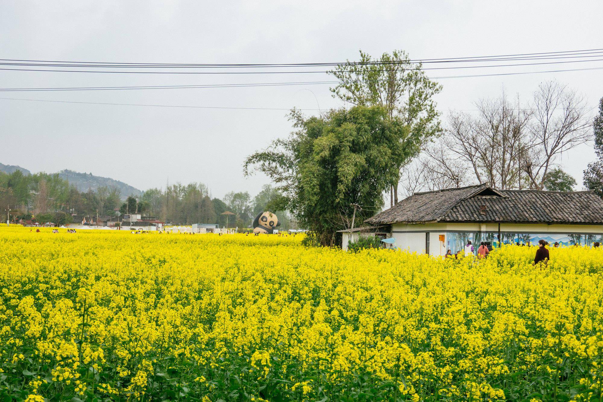 道明竹艺村油菜花图片