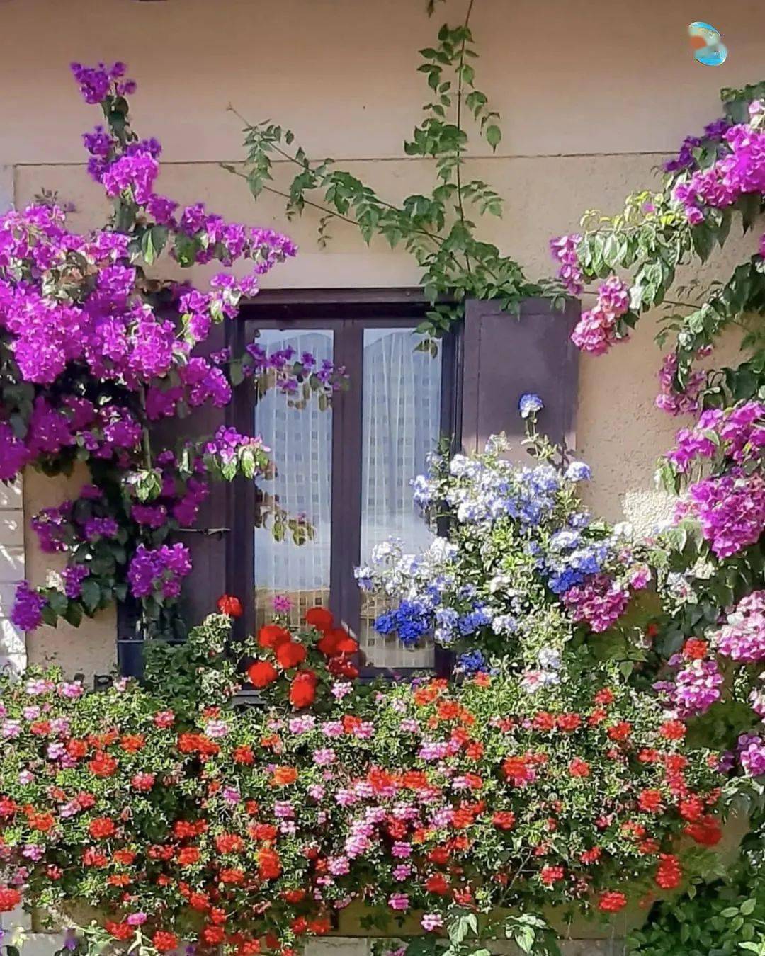 窗外,鲜花盛开!
