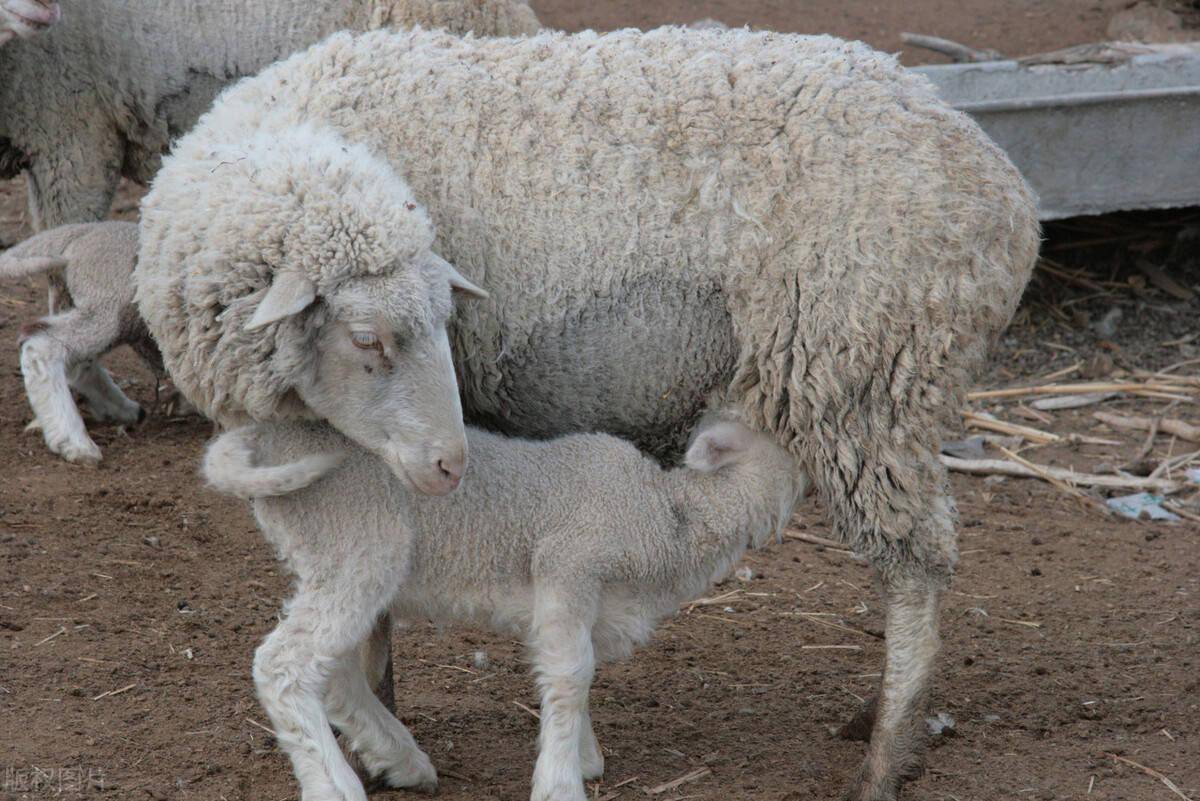 小母羊养几个月配羊 小母羊多少斤适合配种
