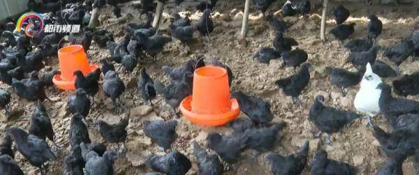 口感|“土鸡蛋”真的比“洋鸡蛋”好吗？答案是......