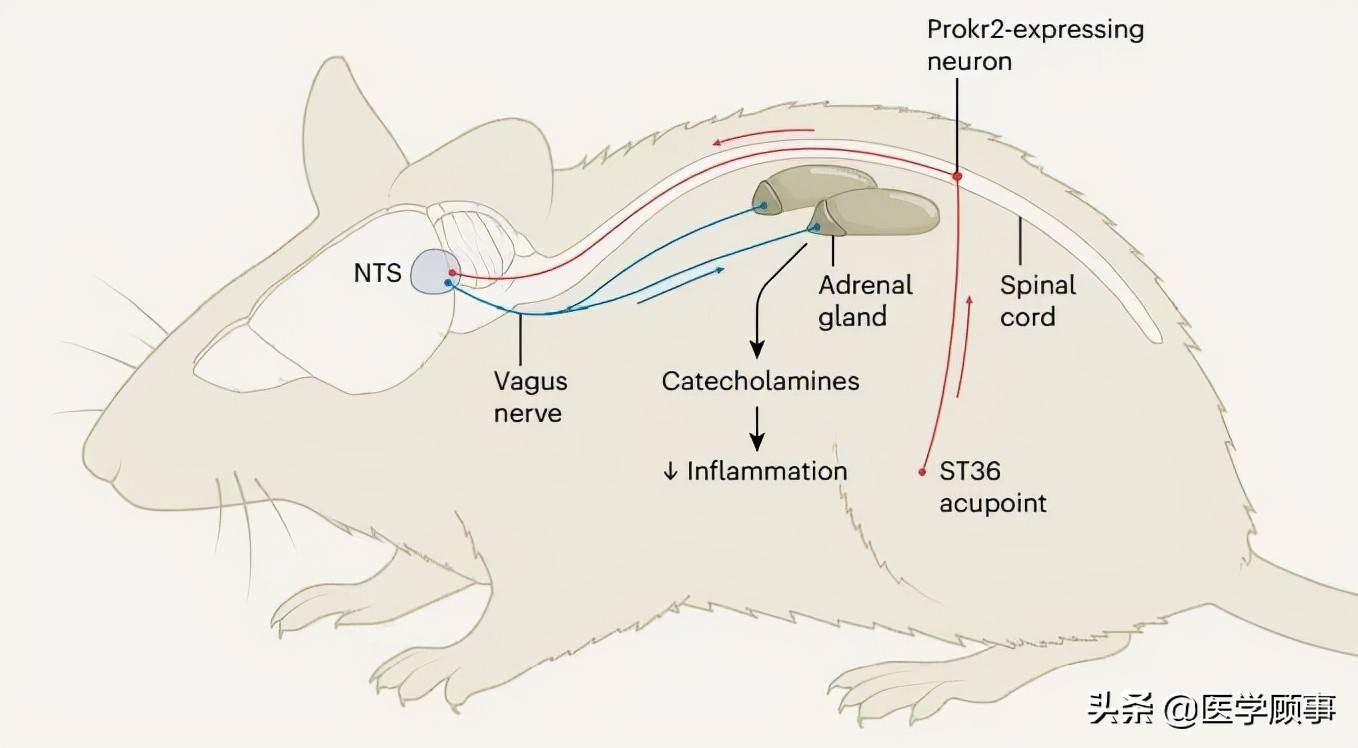 的神经网络:激活prokr2感觉神经元,驱动迷走神经-肾上腺轴(图片来源