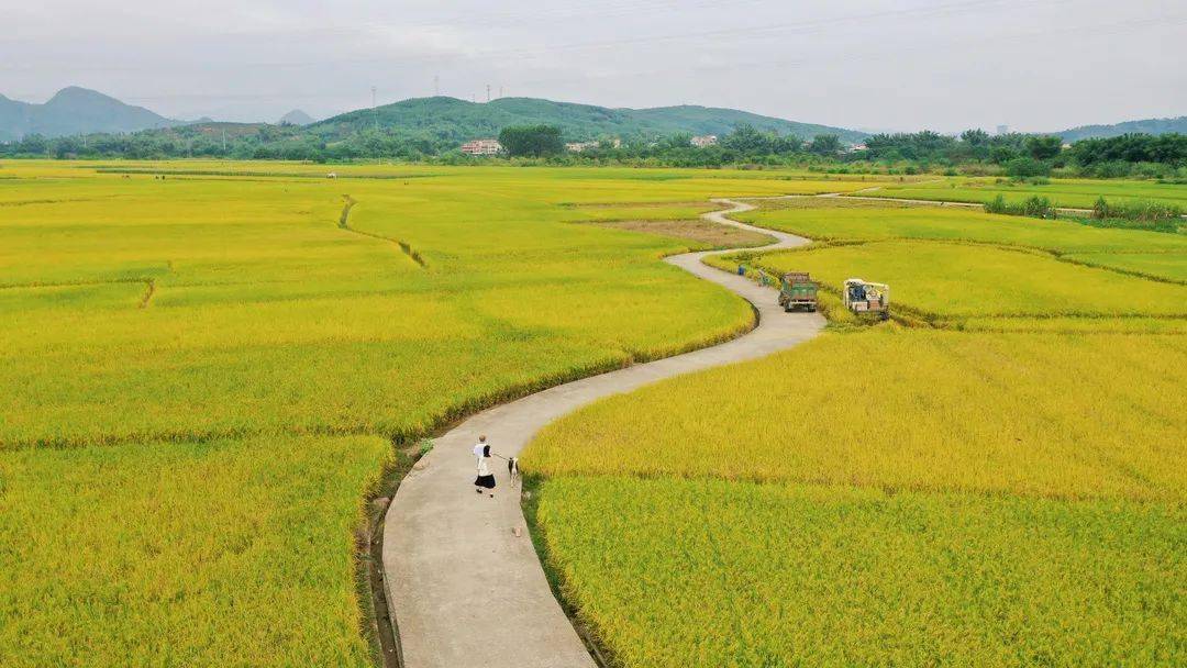 曲江超人气"s"形稻田迎来丰收盛景,美成一幅油画