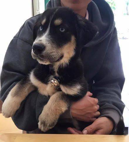 萌图网友带哈士奇到农村老家，没想到几个月后，居然收到它的私生子！