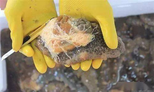 神奇的海参你不知道的冷知识