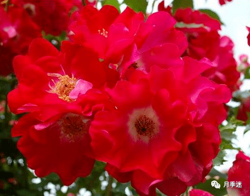 月季花品种大全视频 72abbe4ddd8a4a82bd234b1b42d1a0d0.png