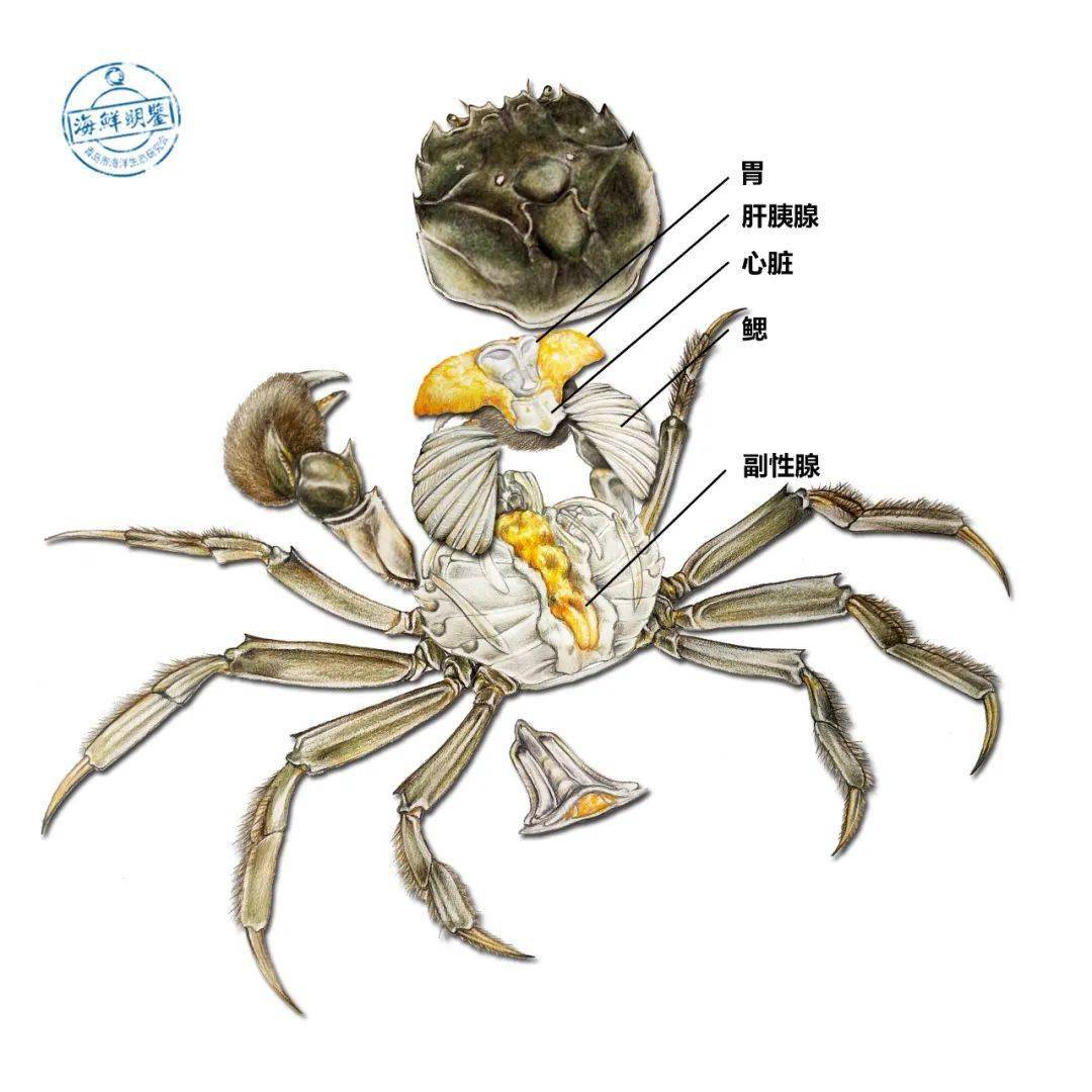 蟹胃是贴近蟹壳的一个三角形的器官,在饱满的螃蟹中一般会被蟹黄包围