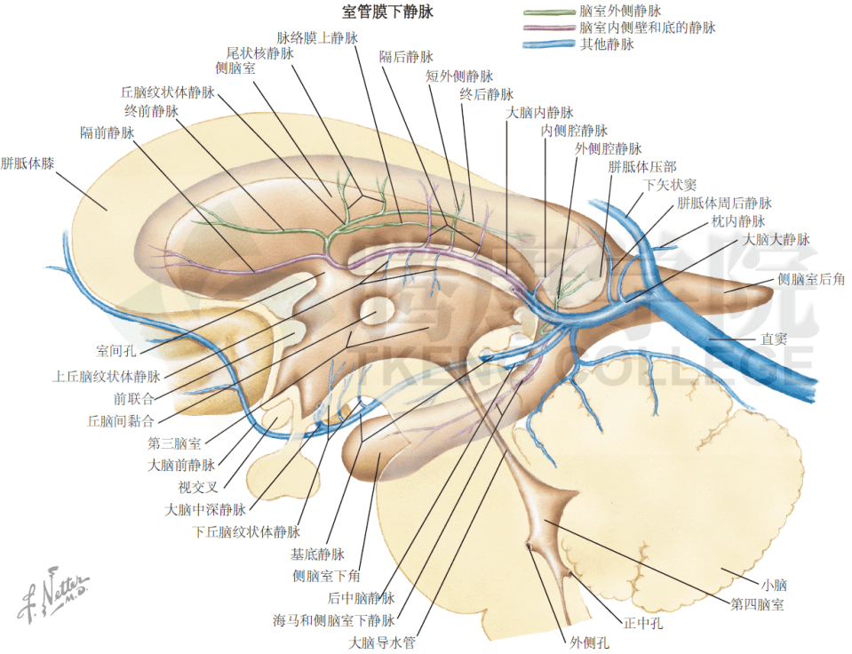 神经解剖学脑的静脉回流