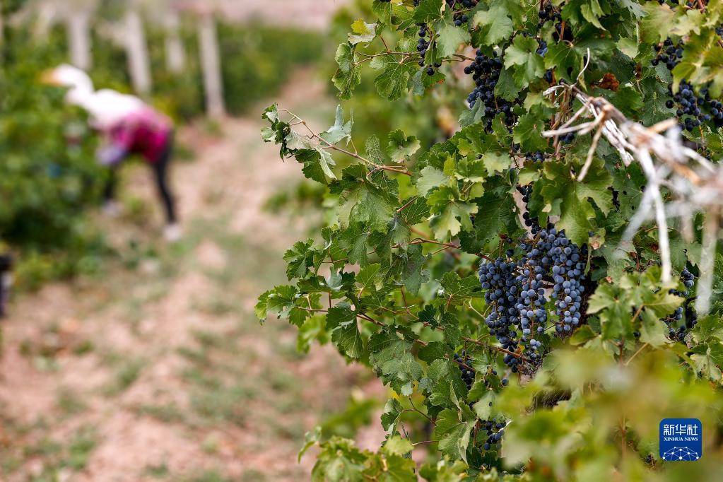 工人在宁夏西鸽酒庄葡萄园采摘酿酒葡萄(10月14日摄).