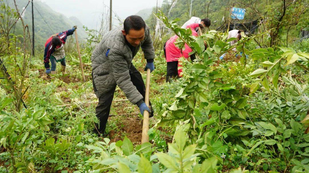 魔芋种植全过程图片