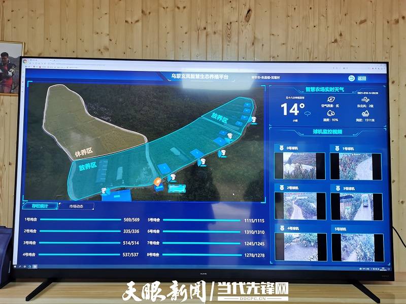 七星关区数字化养殖让乌鸡变金鸡