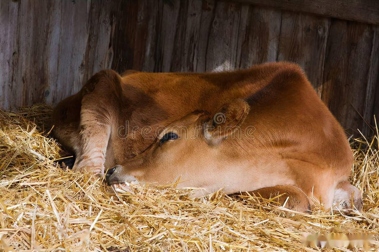 养牛最实用的牛免疫程序（犊牛、青年牛、成年牛）大全，疫苗用的好，牛群疾病少 - 知乎