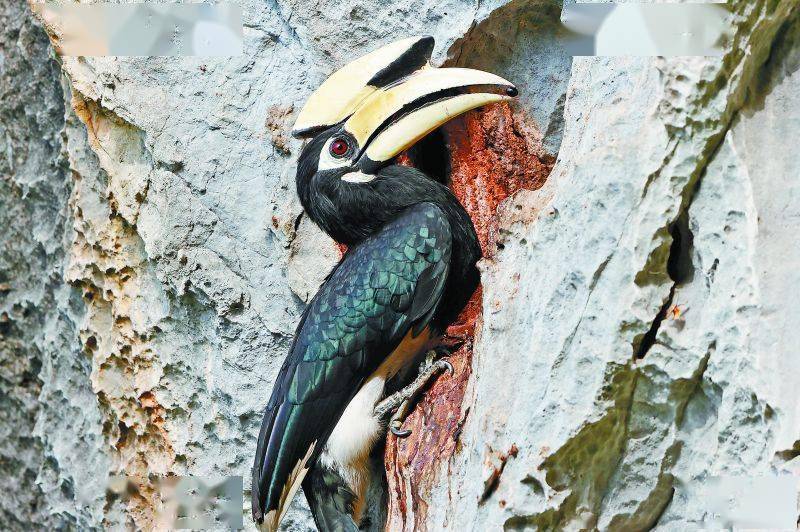 美呆!蹲守60天,广西这种珍稀大型鸟类,第一次被拍到这种场景