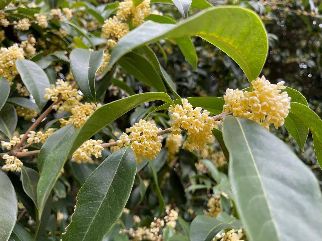 快来打call ,方塔园桂花进入盛花期啦