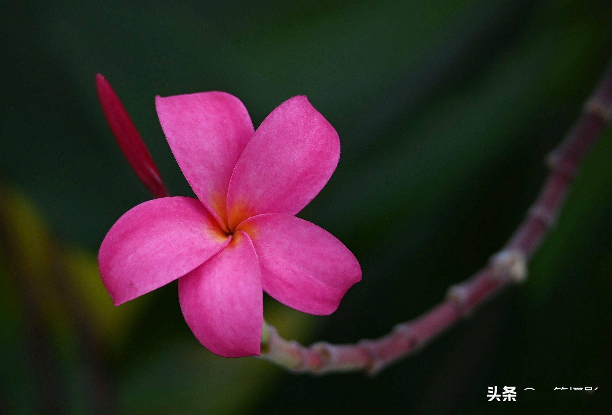 红花缅栀一棵小乔木的唯美