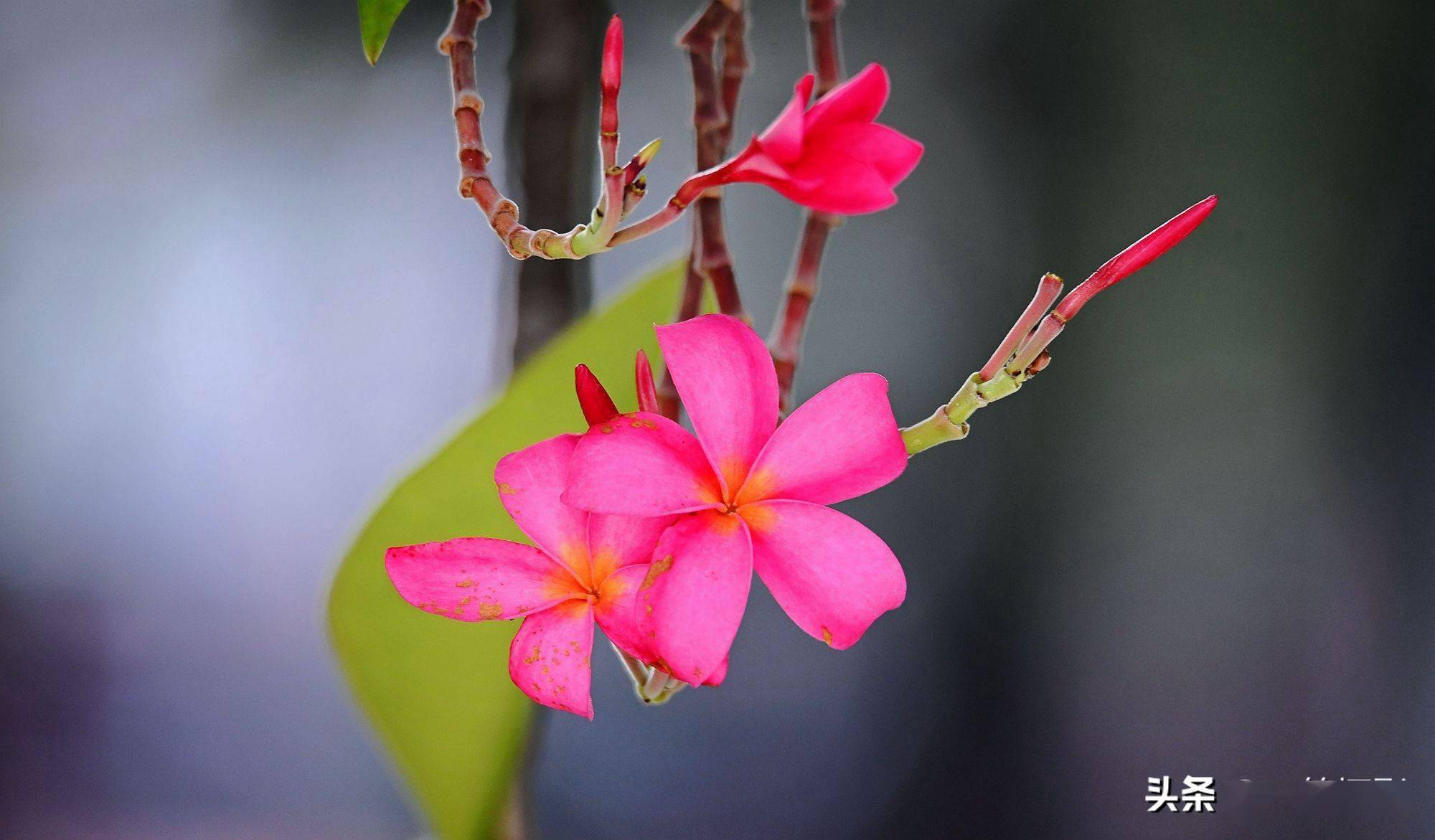 红花缅栀一棵小乔木的唯美