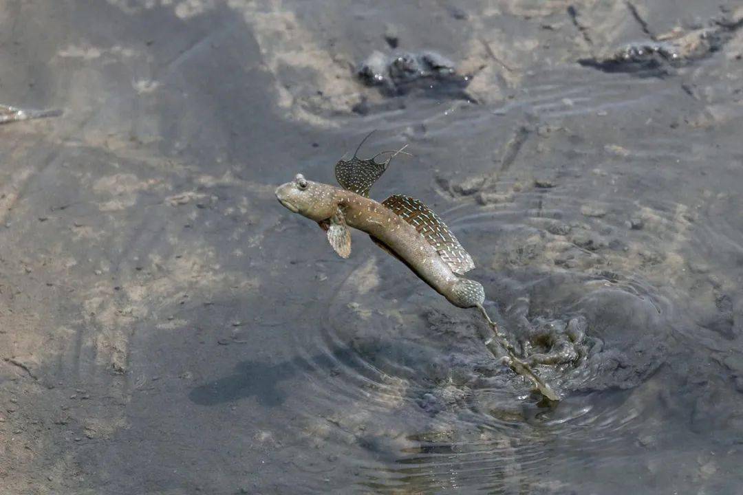 浪涛碧海海洋生物岸上跳的鱼滩涂上的king