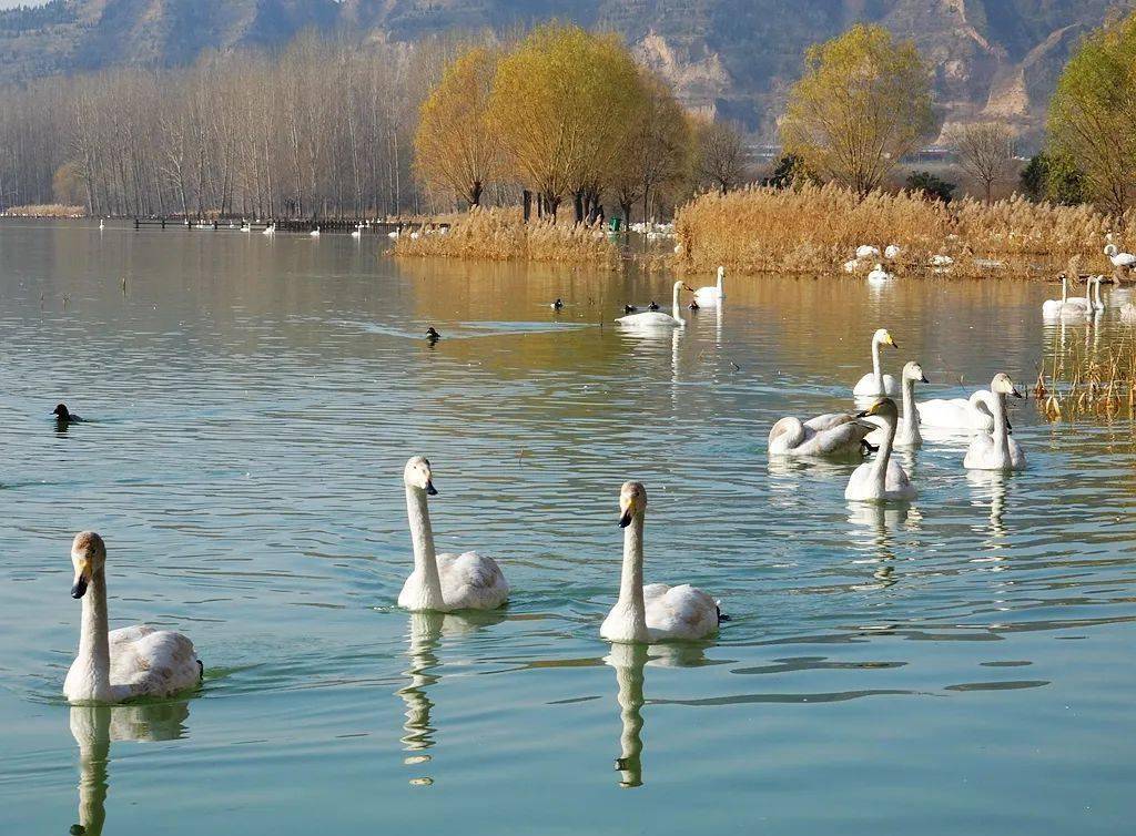 2021首批10只白天鹅再回三门峡天鹅湖美景邀你来