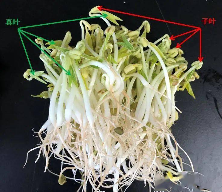 科学普及 