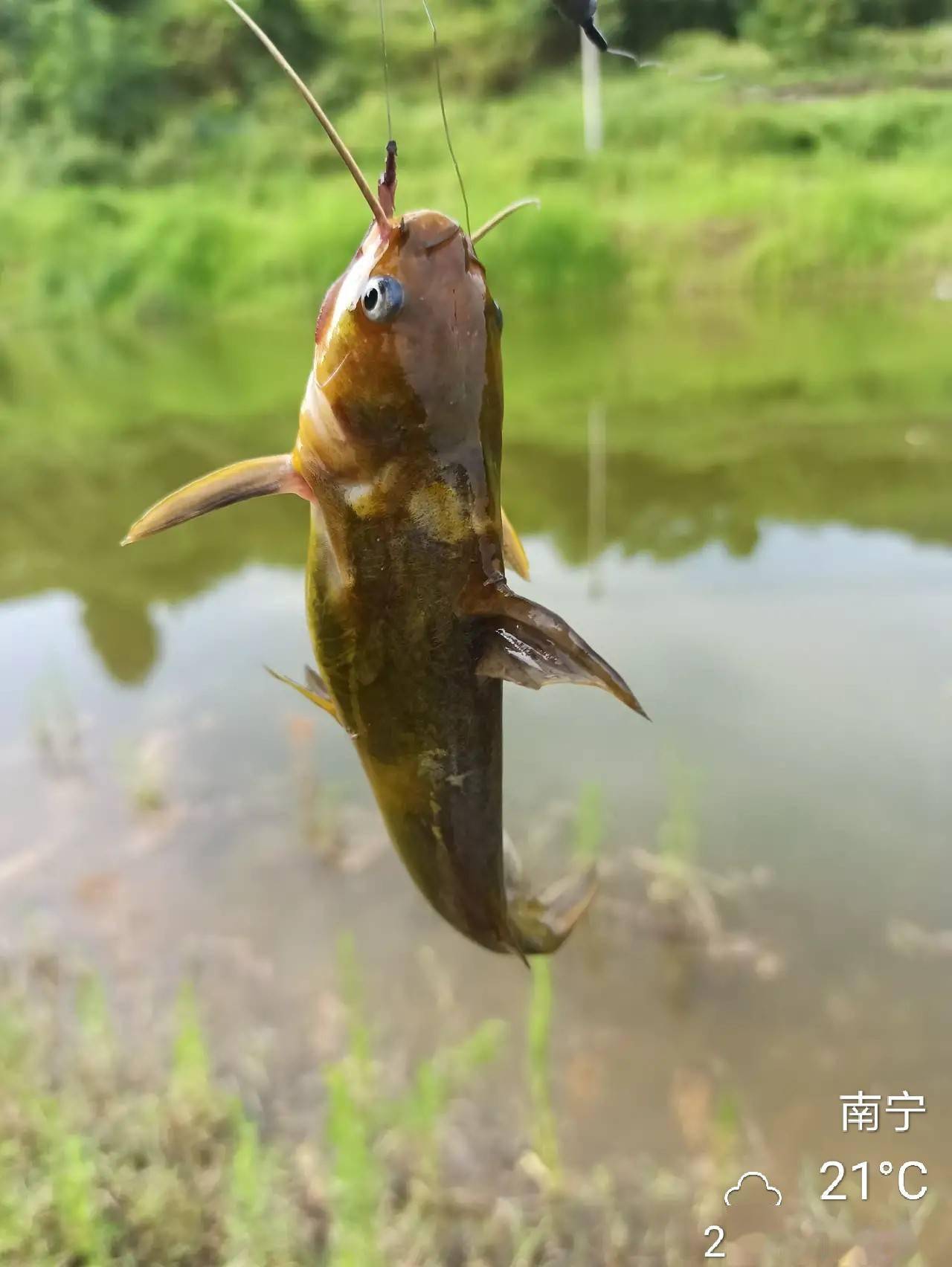 秋钓巧妙避开螃蟹闹窝鲫鱼鲤鱼黄颡鱼全上钩晚上烧烤很给力