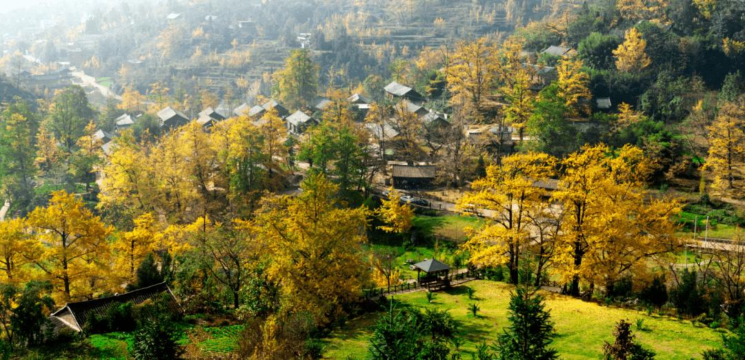 盘州妥乐村是一个被古老银杏树包裹的美丽山村,全村拥有古银杏1200余
