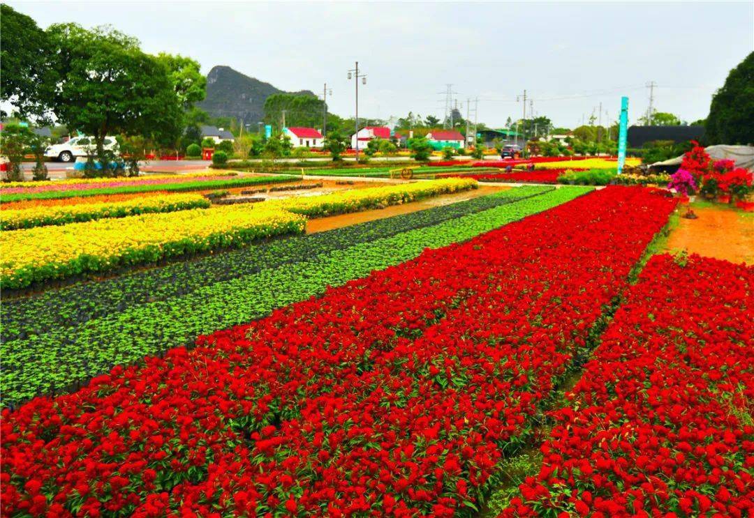 桂林尧山花卉基地图片