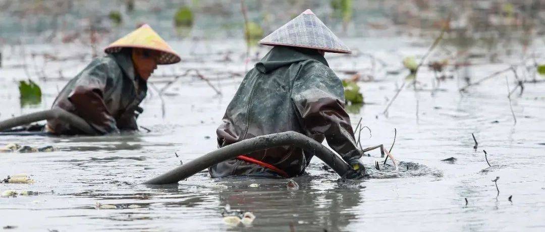 朗霞一片淤泥地中，几个人大半身陷在里面，究竟是在干什么？_莲藕