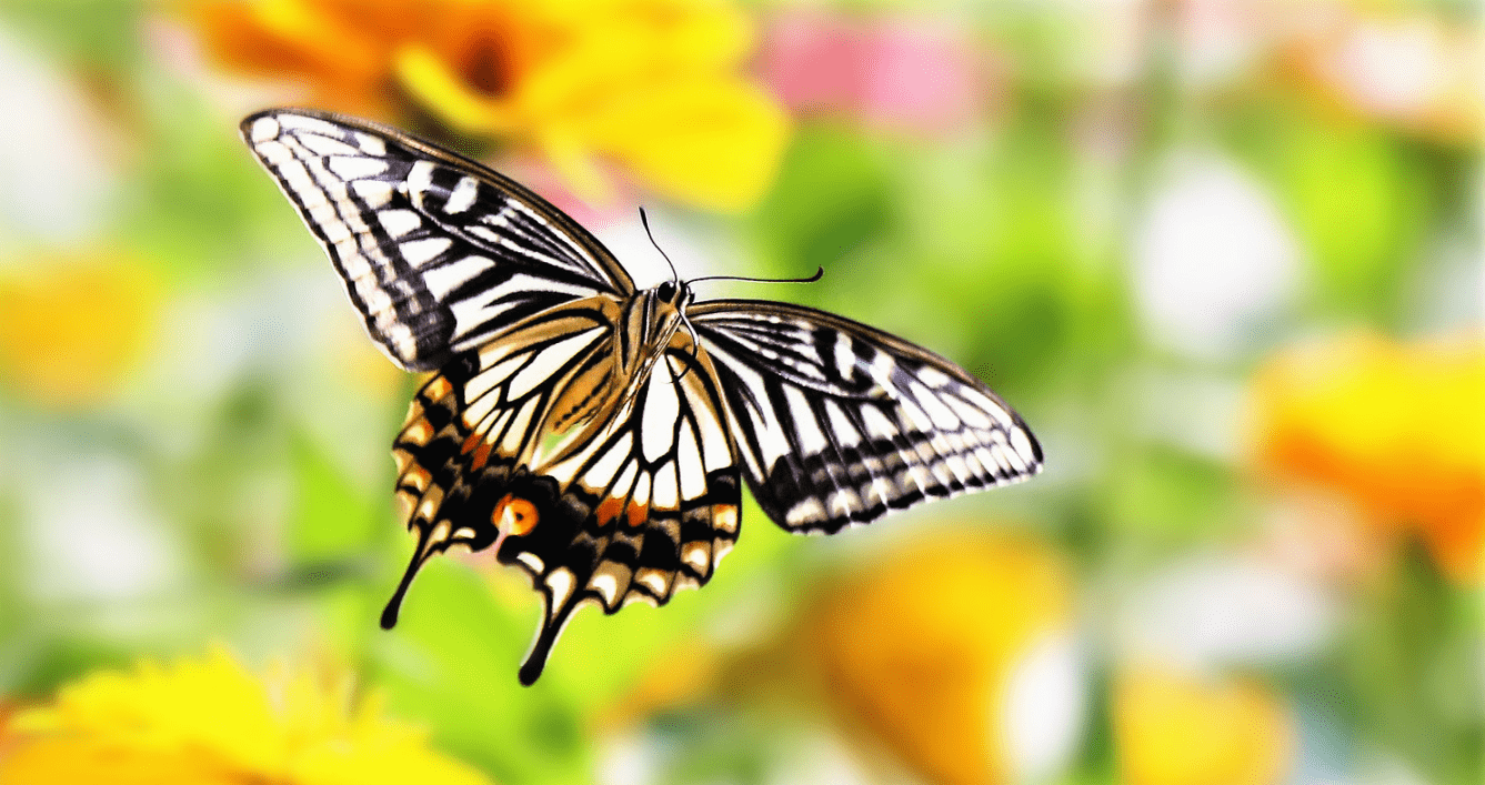 摄影欣赏:《柑橘凤蝶》